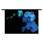 Wandkleed Orchidee Rechthoek Horizontaal Template 50 70 Horizontaal Natuur 39 1 1