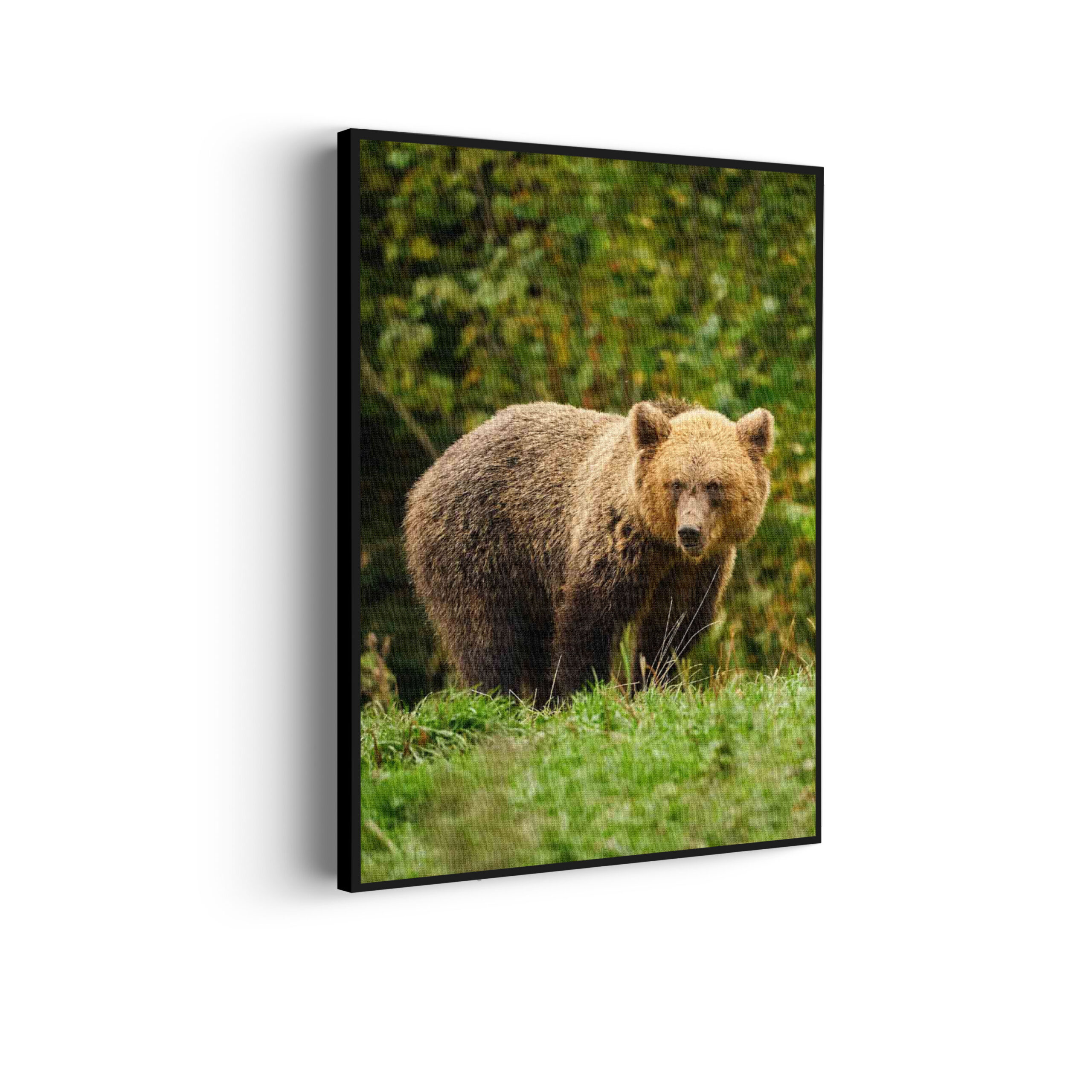 Akoestisch Schilderij De Beer Tussen Het Groen Rechthoek Verticaal Template 50 70 Verticaal dieren 78 scaled 1