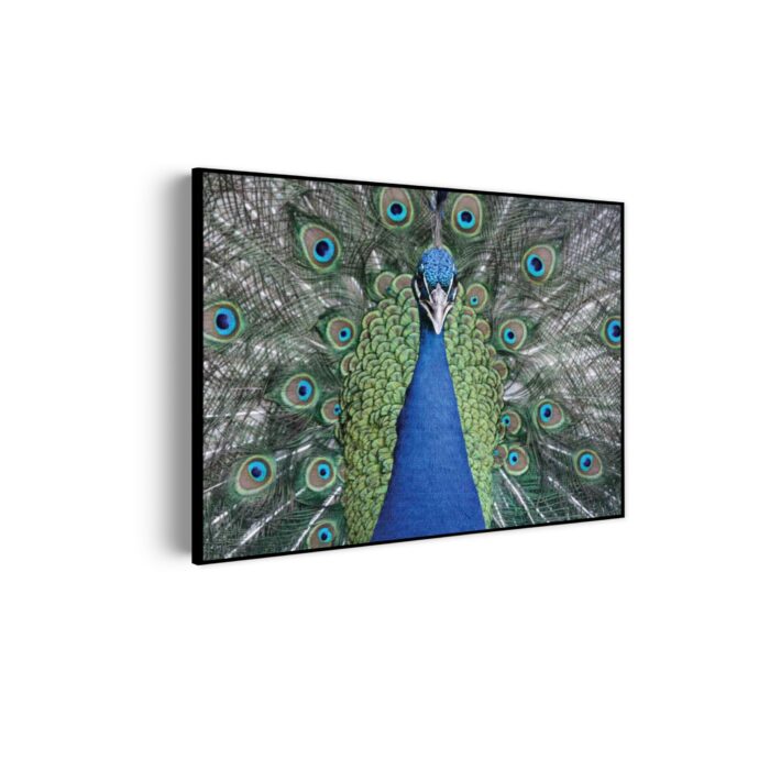 Akoestisch Schilderij Blauwe Pauw Met Groene Verem Rechthoek Horizontaal Template 50 70 horizontaal dieren 20 scaled 1