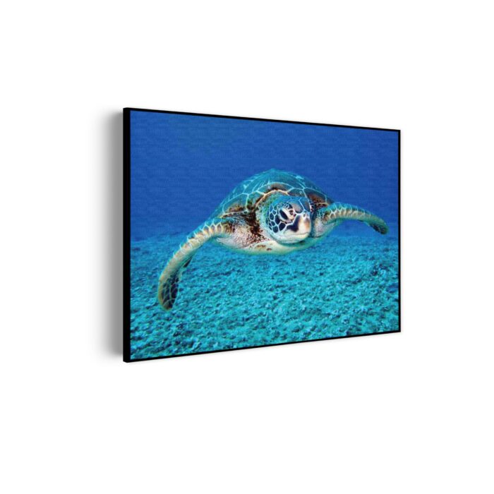 Akoestisch Schilderij Zeeschildpad In Helderblauw Water 01 Rechthoek Horizontaal Template 50 70 horizontaal dieren 21 scaled 1