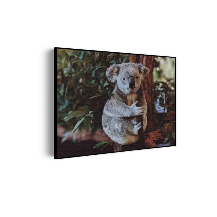 Akoestisch Schilderij De Vastgelamde Koala Rechthoek Horizontaal Template 50 70 horizontaal dieren 23 scaled 1
