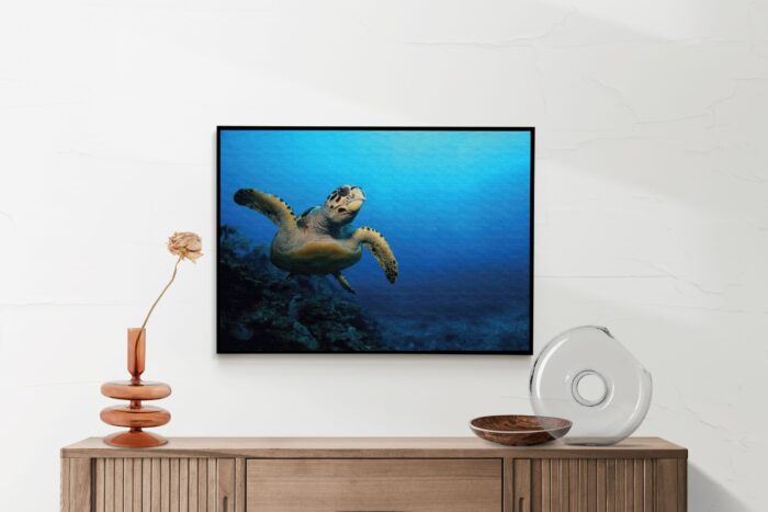 Akoestisch Schilderij Zeeschildpad In Helderblauw Water 02 Rechthoek Horizontaal Template 50 70 horizontaal dieren 26 2 scaled 1