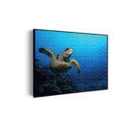 Akoestisch Schilderij Zeeschildpad In Helderblauw Water 01 Rechthoek Horizontaal Template 50 70 horizontaal dieren 26 scaled 1