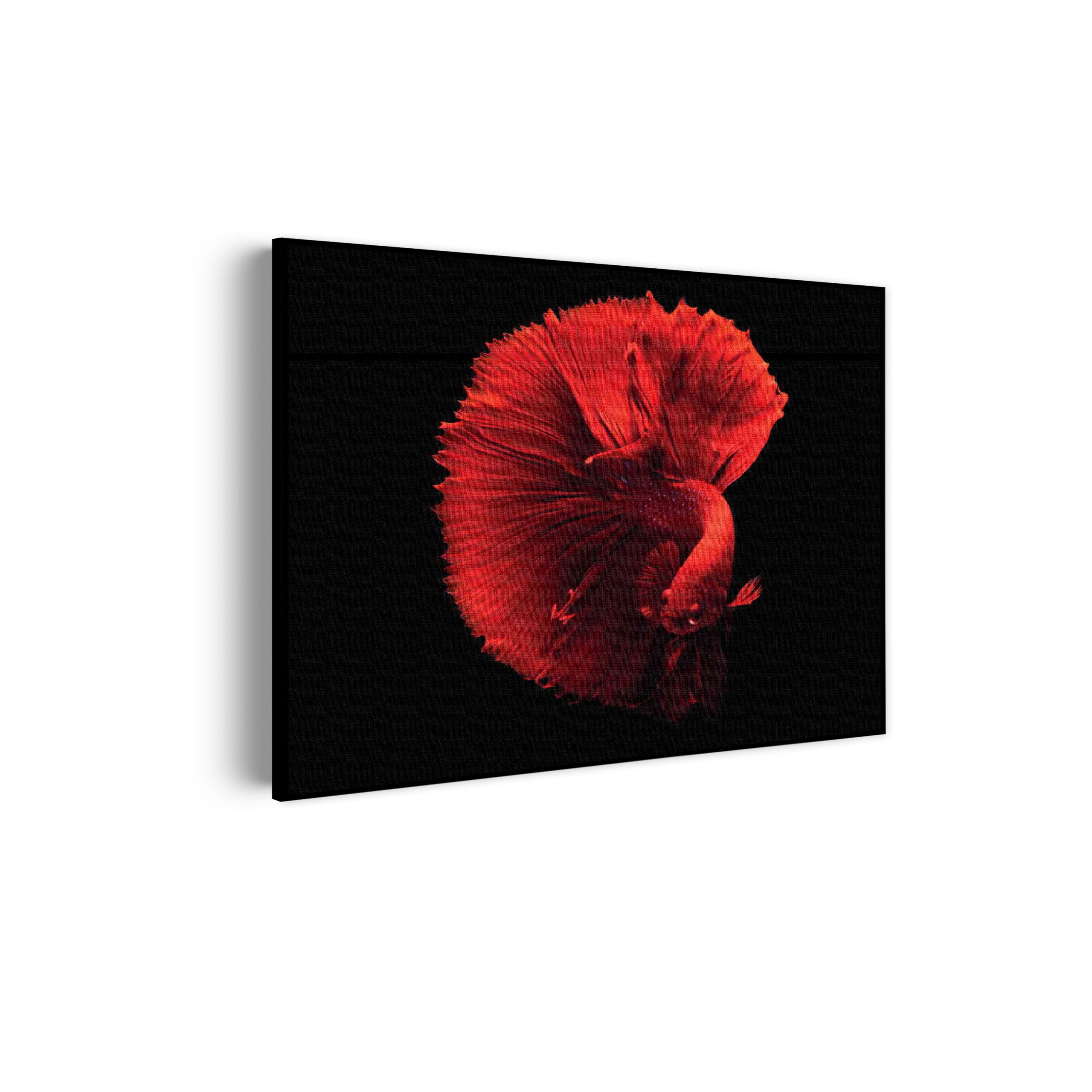 Akoestisch Schilderij Red Dragon Siamese Fighting Fish Rechthoek Horizontaal Template 50 70 horizontaal dieren 32 scaled 1
