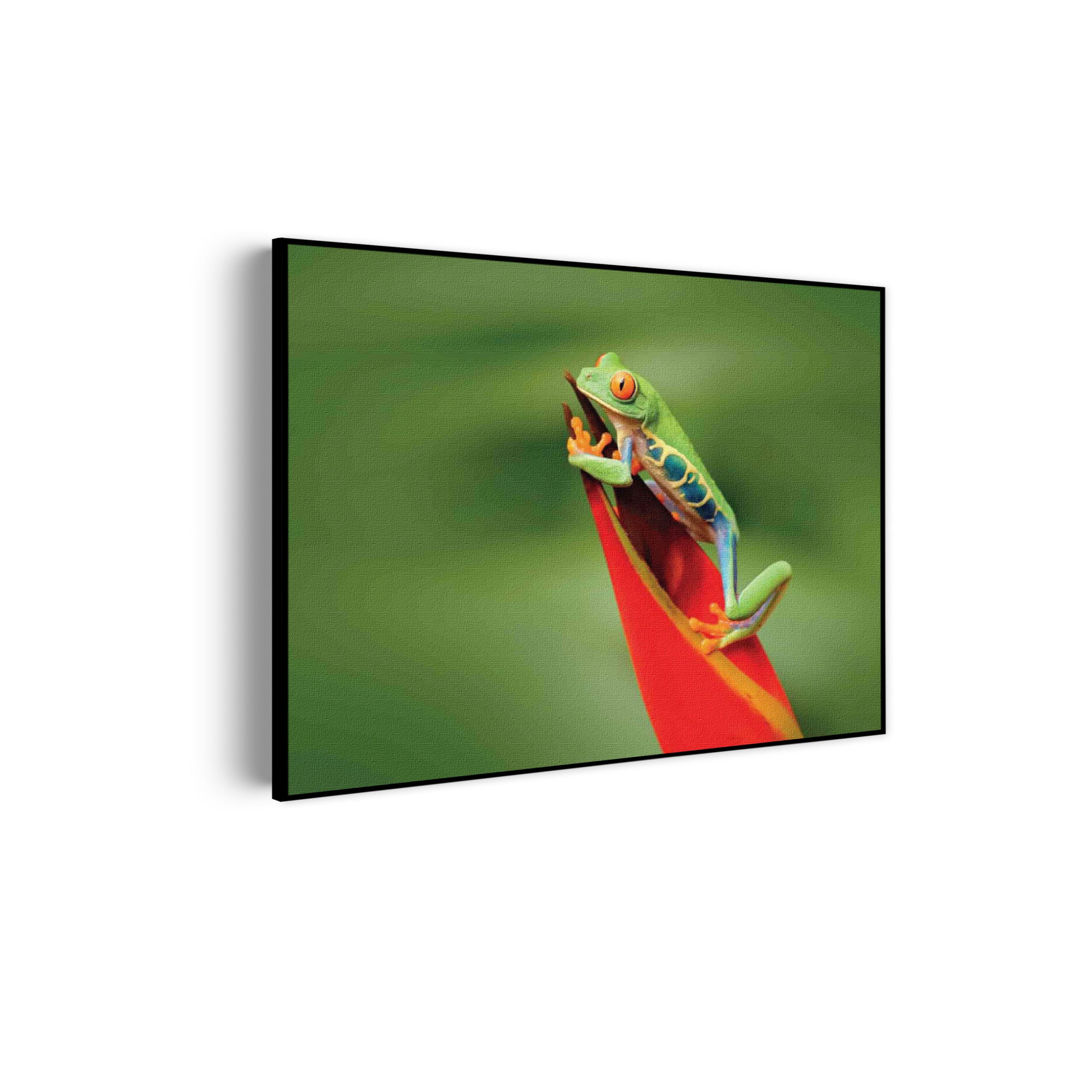 Template_50-70_horizontaal_dieren_35-scaled Akoestisch Schilderij Roodoog Boomkikker Rechthoek Horizontaal Template 50 70 horizontaal dieren 35 scaled 1