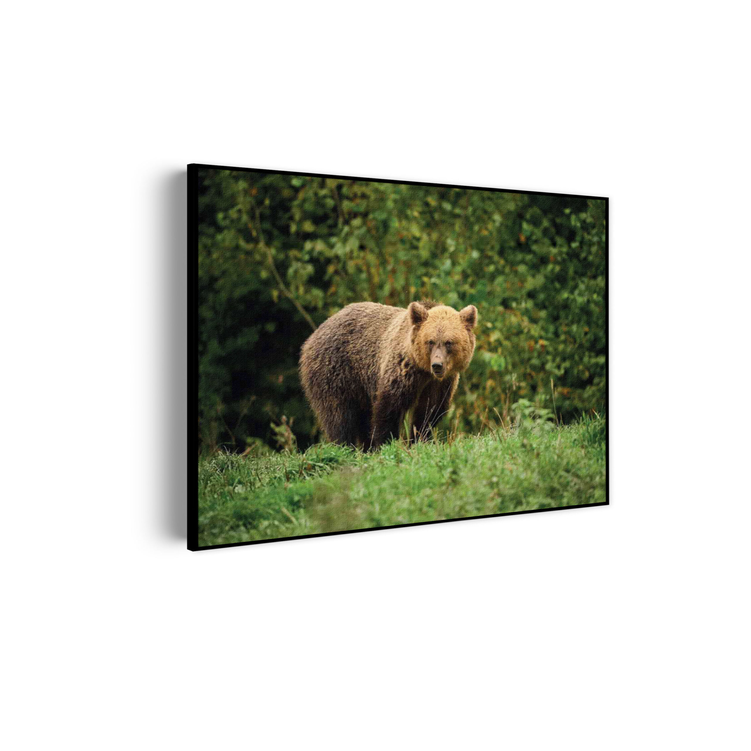 Akoestisch Schilderij De Beer Tussen Het Groen Rechthoek Horizontaal Template 50 70 horizontaal dieren 78 scaled 1
