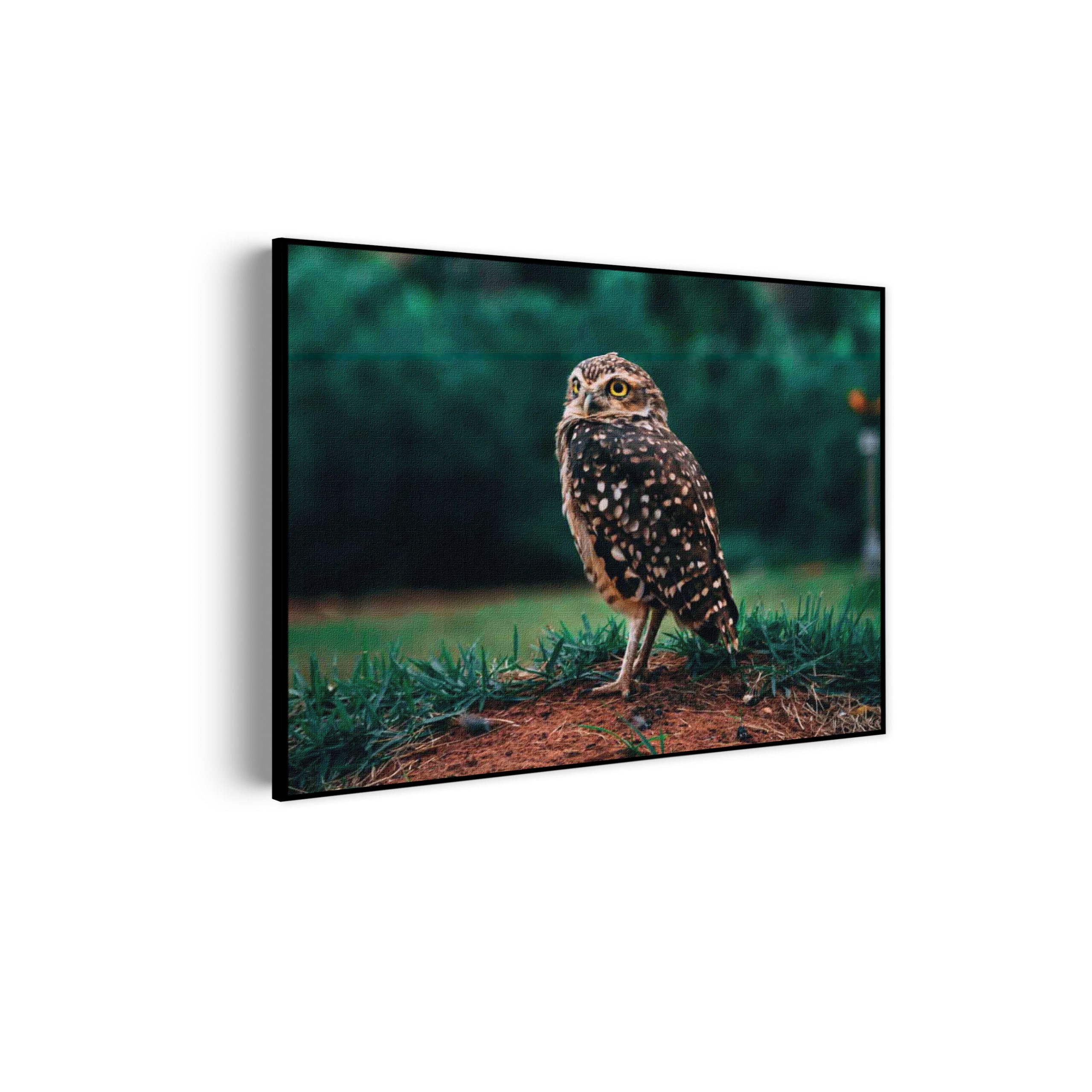 Akoestisch Schilderij Uil In De Natuur Rechthoek Horizontaal Template 50 70 horizontaal dieren 9 scaled 1
