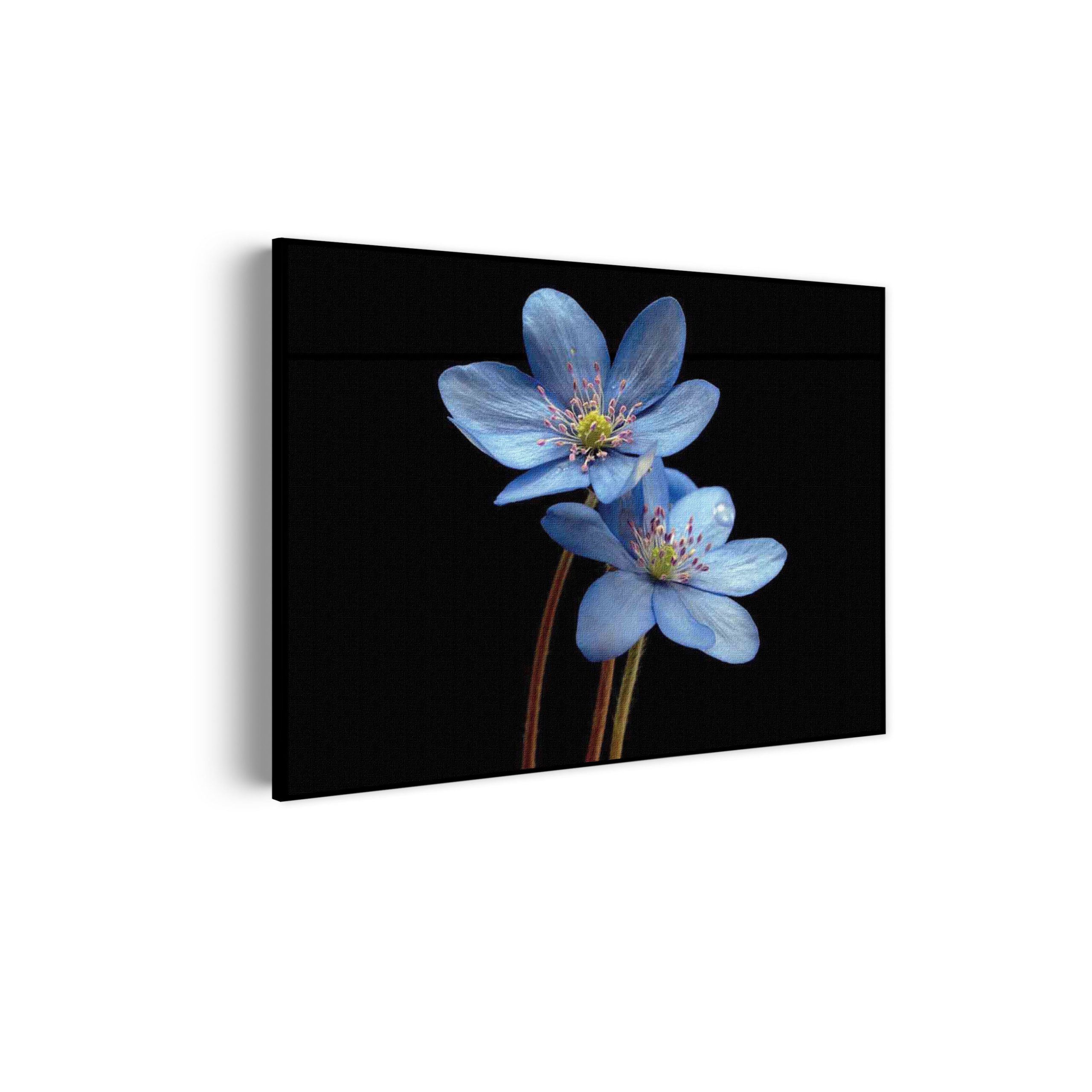 Akoestisch Schilderij Maagdenpalm Rechthoek Horizontaal Template 50 70 horizontaal natuur 36 scaled 1