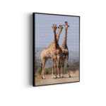 Akoestisch Schilderij Drie Giraffen Rechthoek Verticaal Template 50 70 verticaal dieren 14 scaled 1