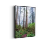 Akoestisch Schilderij Sequoia bos Rechthoek Verticaal Template 50 70 verticaal natuur 88 1 scaled 1
