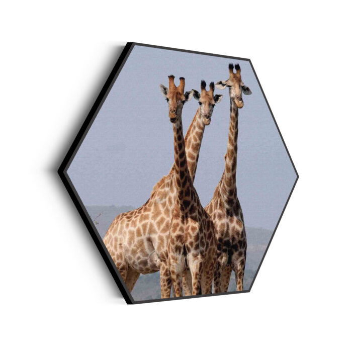 Akoestisch Schilderij Drie Giraffen Hexagon Template Hexagon dieren 14 scaled 1