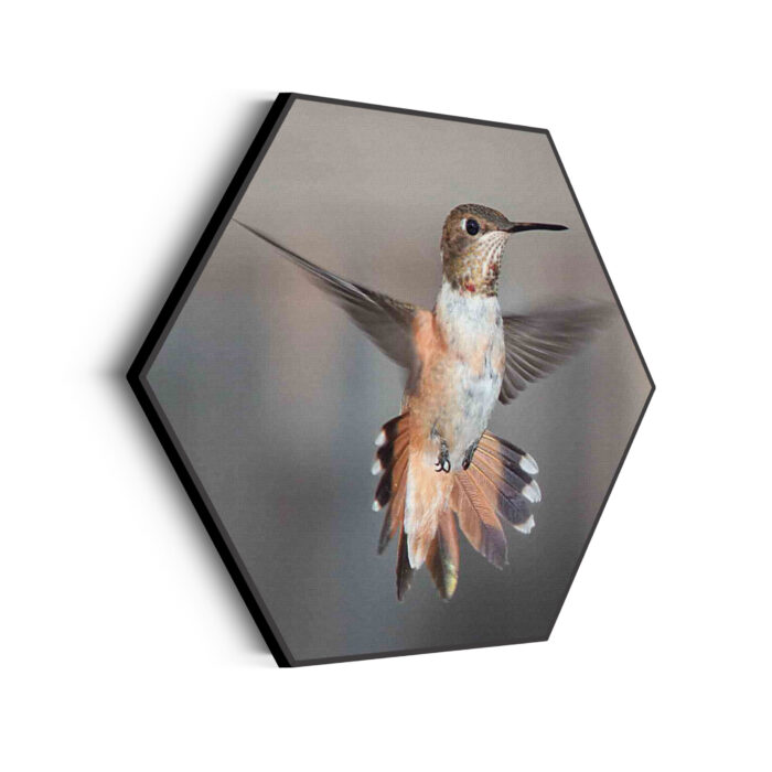 Akoestisch Schilderij De Vliegende Kolibrie Vogel Hexagon Template Hexagon dieren 19 scaled 1