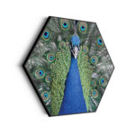 Akoestisch Schilderij Blauwe Pauw Met Groene Verem Hexagon Template Hexagon dieren 20 scaled 1