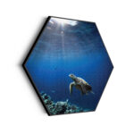 Akoestisch Schilderij Zeeschildpad In Helderblauw Water 03 Hexagon Template Hexagon dieren 30 scaled 1