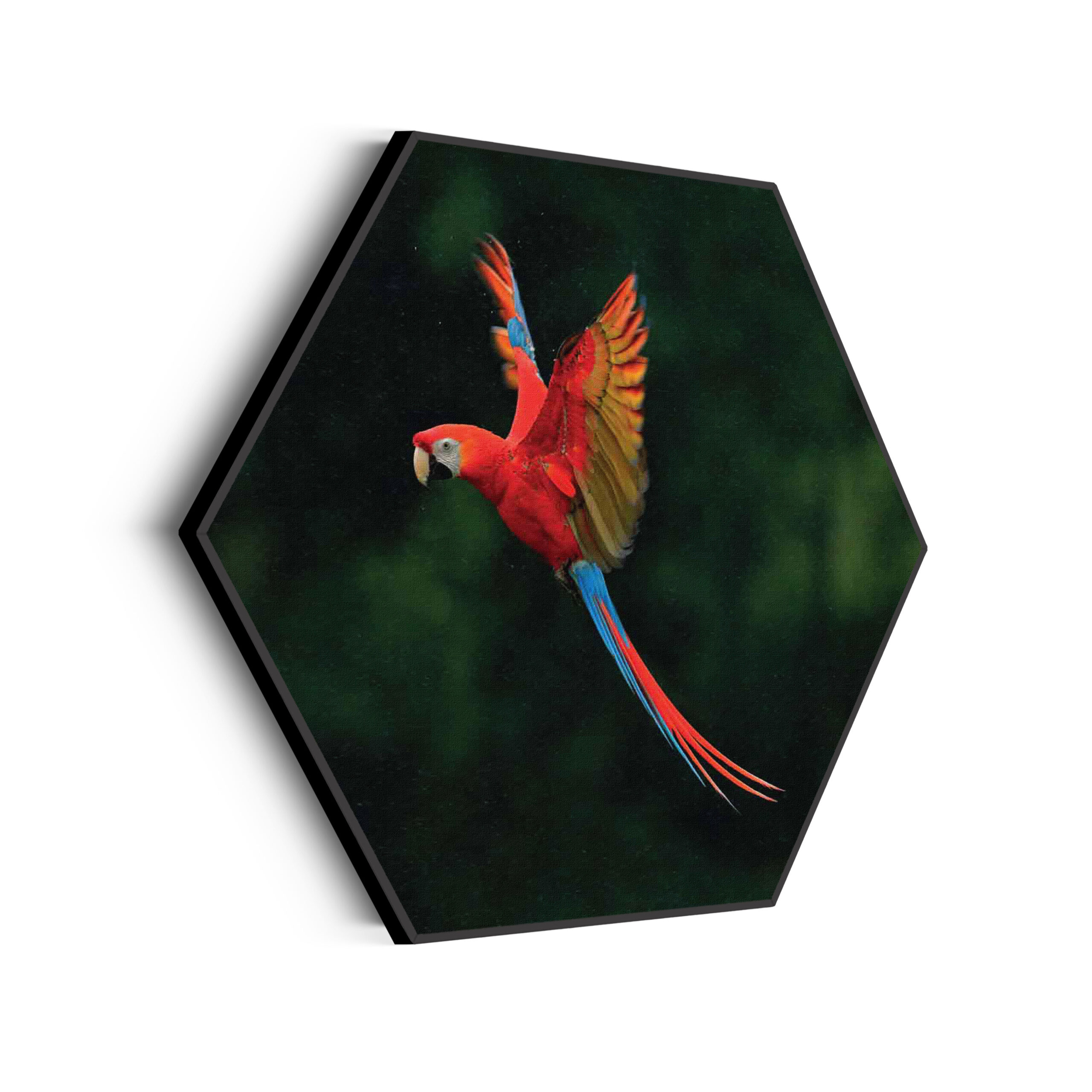 Akoestisch Schilderij Vliegende Ara Vogel Hexagon Template Hexagon dieren 40 scaled 1