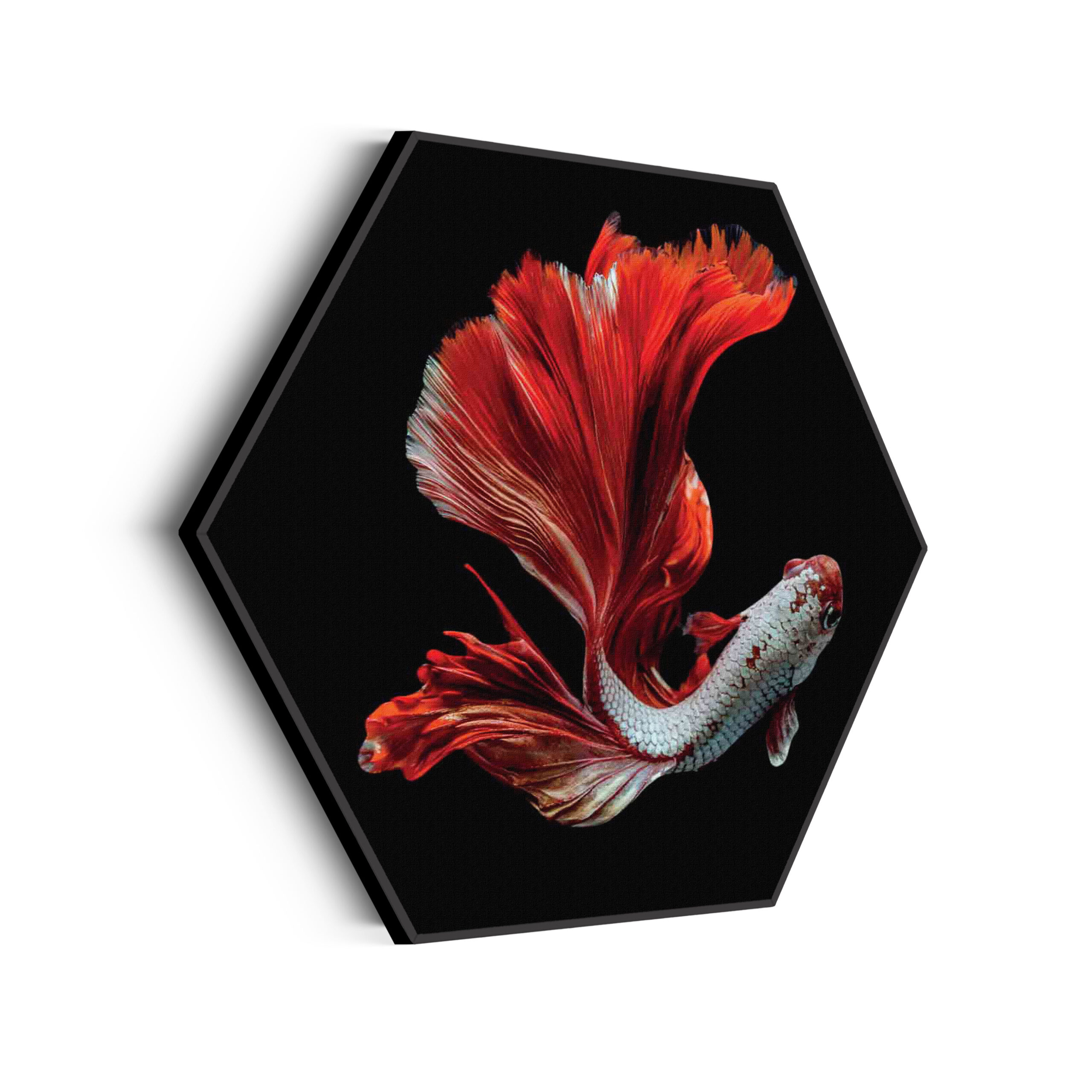 Akoestisch Schilderij The Betta Fish Hexagon Template Hexagon dieren 43 scaled 1