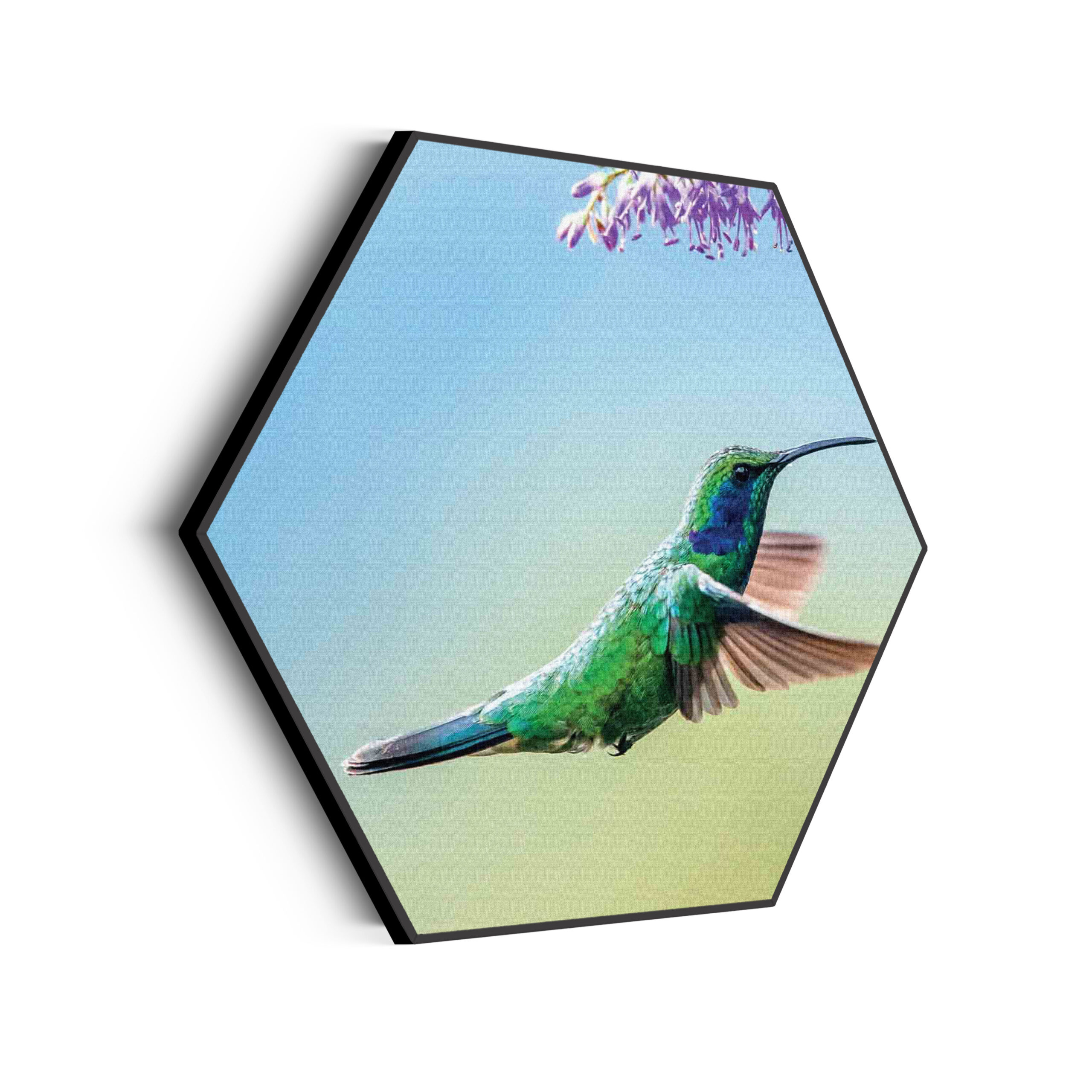 Template_Hexagon_dieren_66-scaled Akoestisch Schilderij Colibri Onderweg Naar Lavendel Hexagon Template Hexagon dieren 66 scaled 1