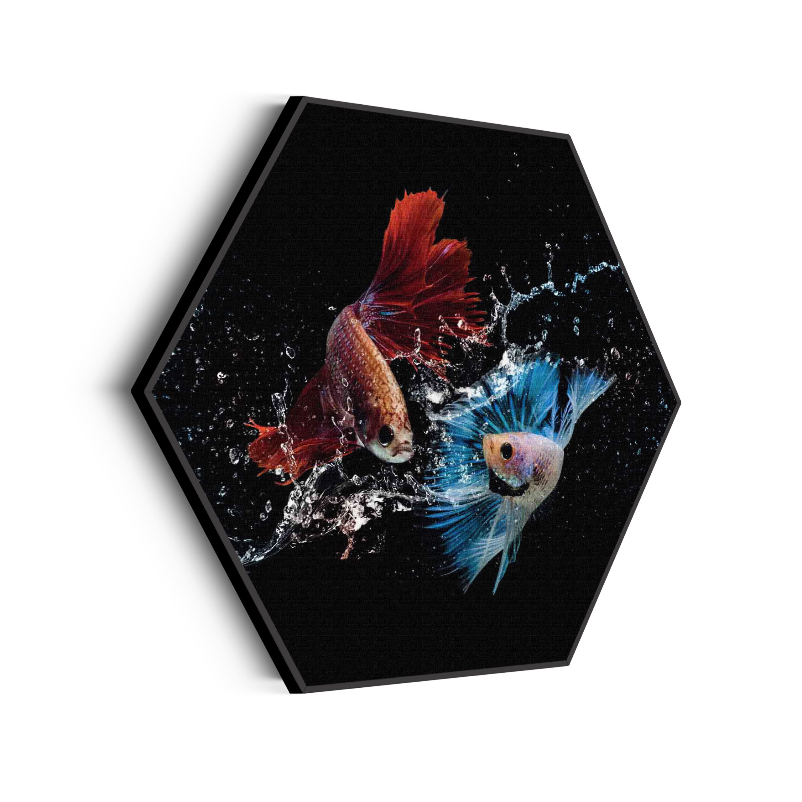 Akoestisch Schilderij Twain Betta Fishes Hexagon Template Hexagon dieren 68 scaled 1