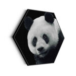 Akoestisch Schilderij Pandabeer Zwart Wit 02 Hexagon Template Hexagon dieren 74 scaled 1