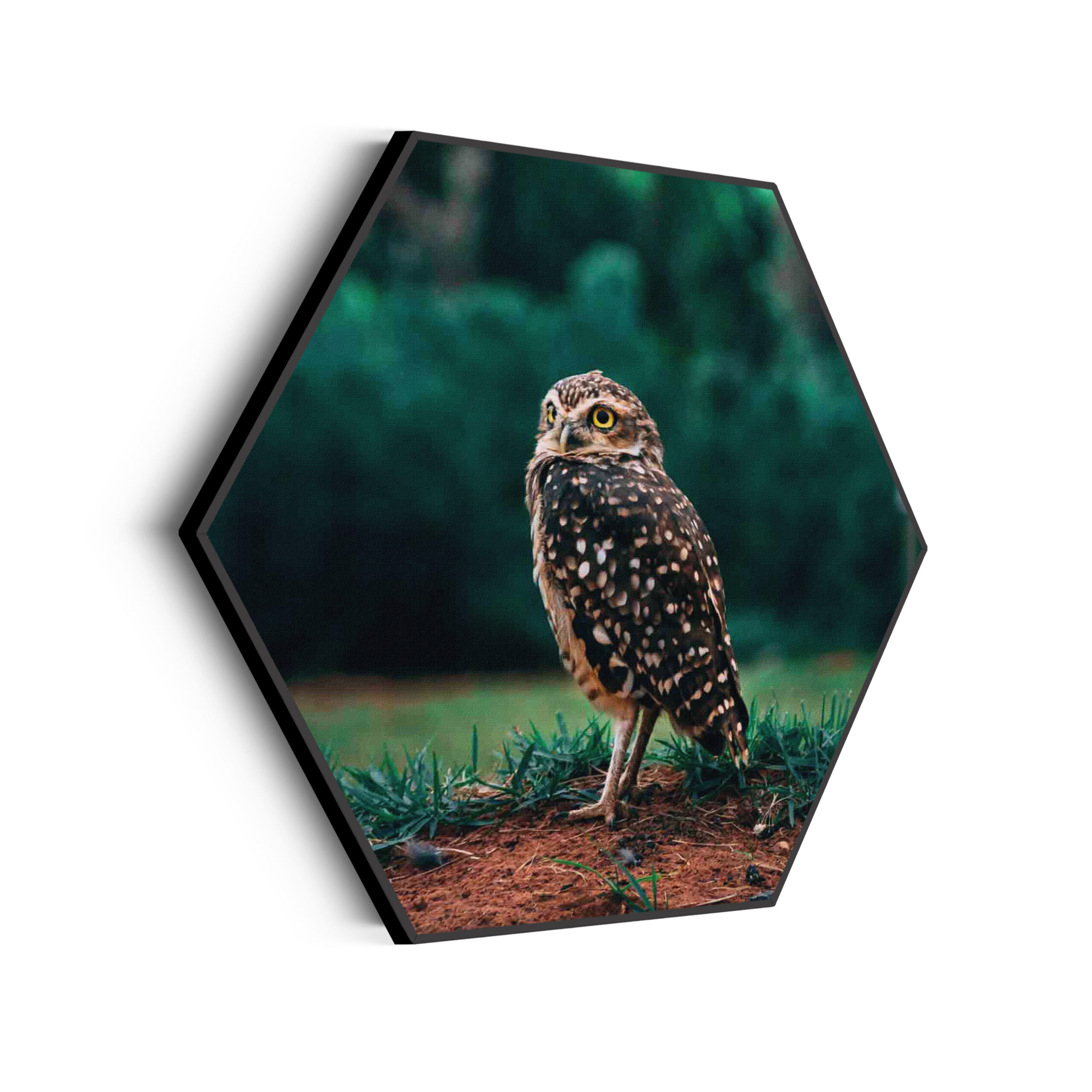 Akoestisch Schilderij Uil In De Natuur Hexagon Template Hexagon dieren 9 scaled 1