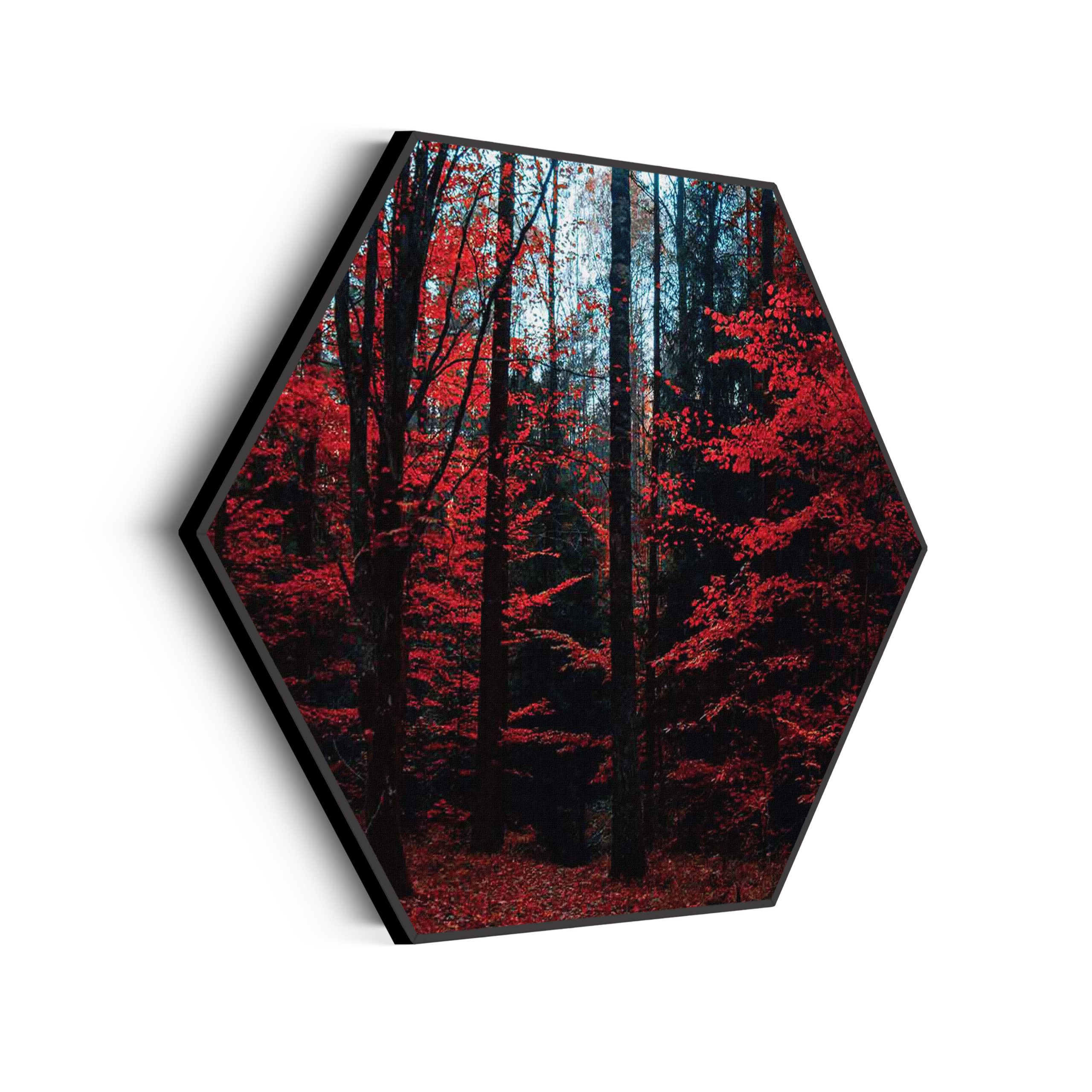 Akoestisch Schilderij Het Donkere Bos Hexagon Template Hexagon natuur 12 scaled 1