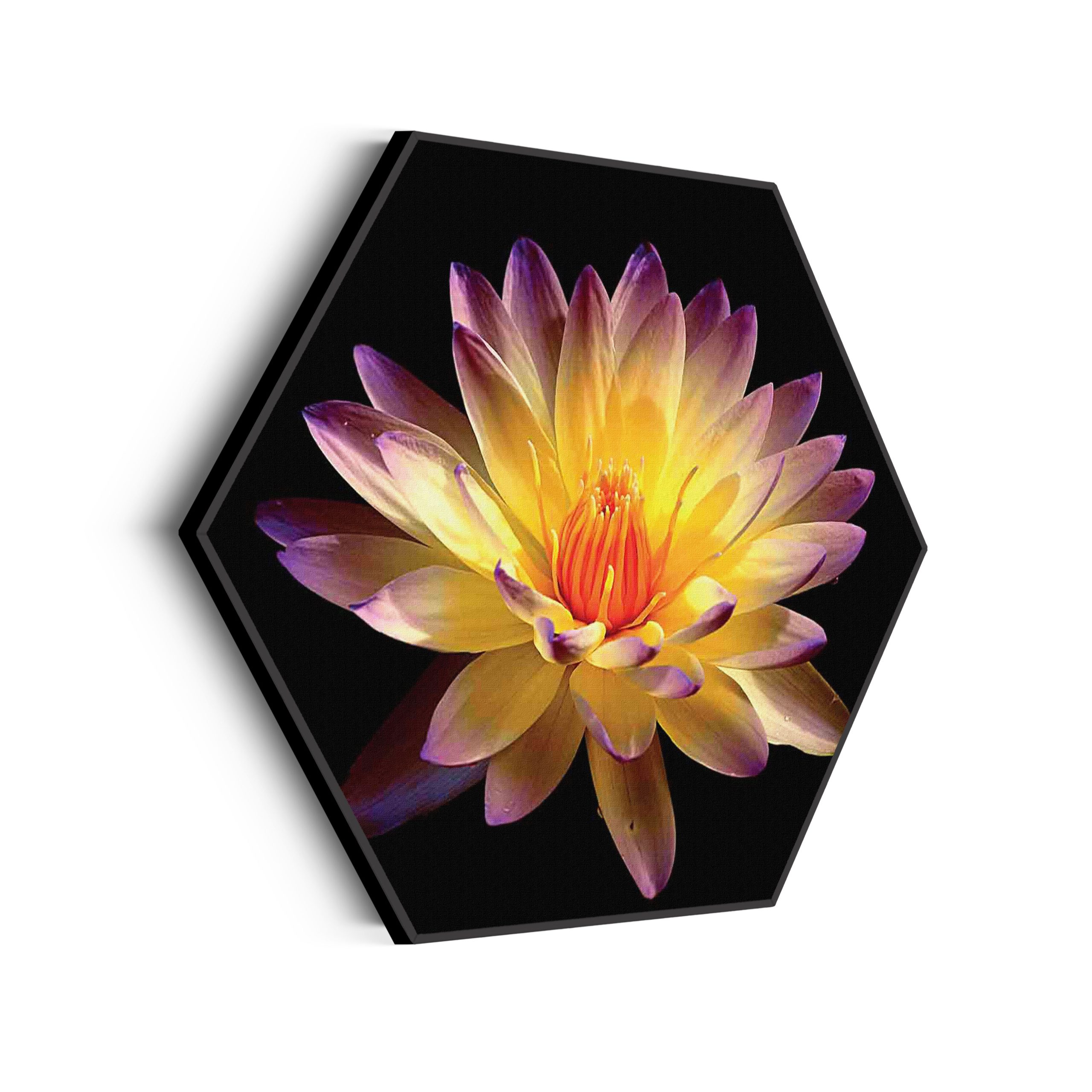 Akoestisch Schilderij Paarse Gele Dahlia Hexagon Template Hexagon natuur 60 scaled 1
