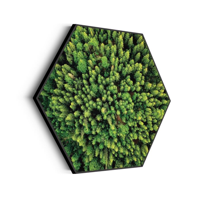 Akoestisch Schilderij Het groene bos Hexagon Template Hexagon natuur 64 scaled 1