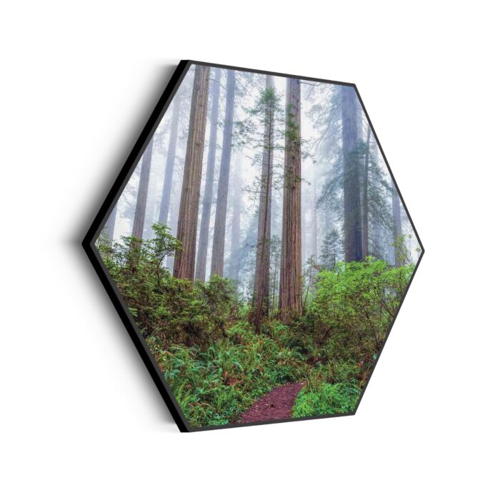 Akoestisch Schilderij Sequoia bos Hexagon Template Hexagon natuur 88 scaled 1