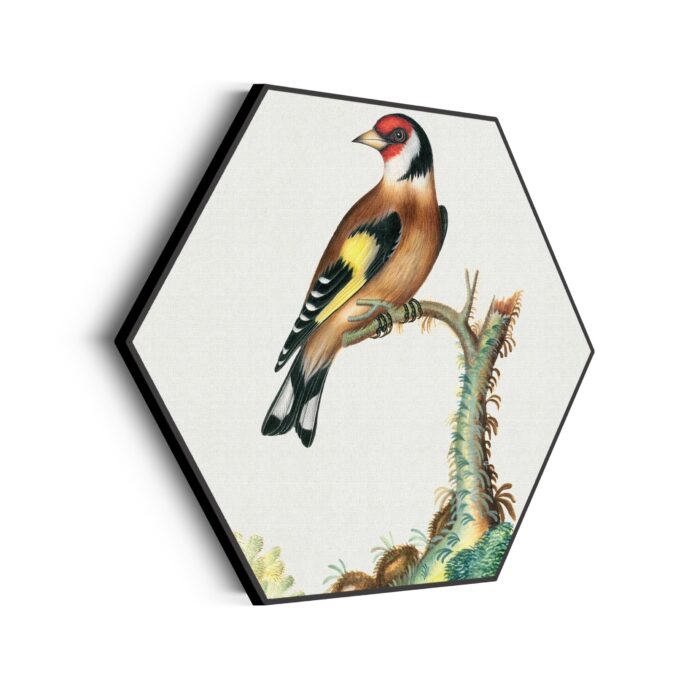 Akoestisch Schilderij Prent Natuur Vogel en Bloemen 15 Hexagon Template Hexagon vintage 15 scaled 1
