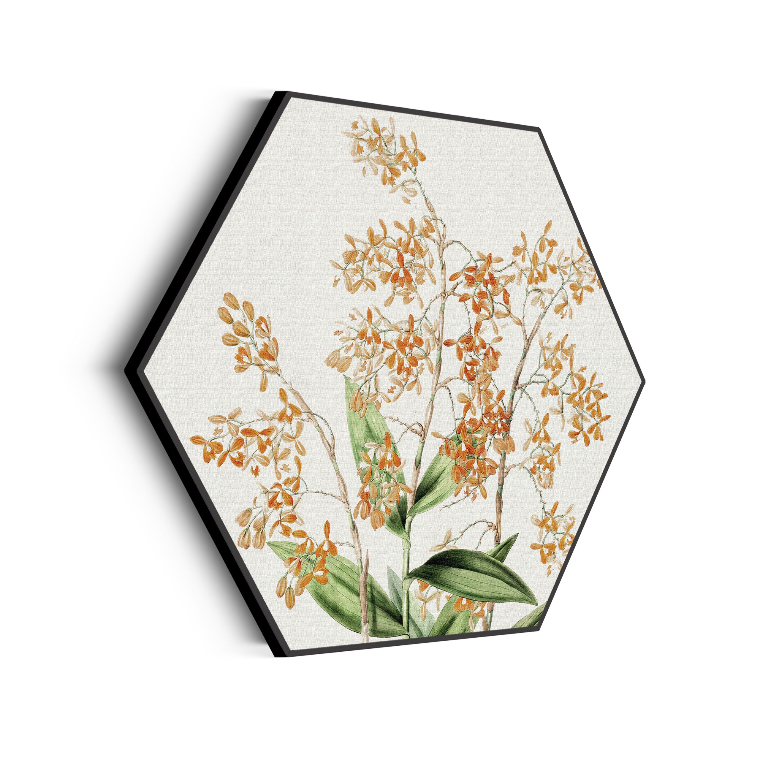 Akoestisch Schilderij Prent Bloemen Hexagon Template Hexagon vintage 16 scaled 1
