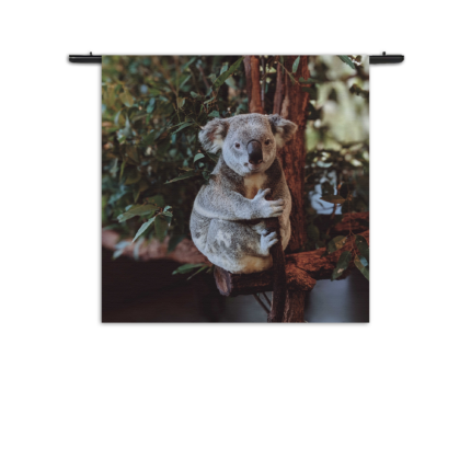 Wandkleed De Vastgelamde Koala Rechthoek Vierkant