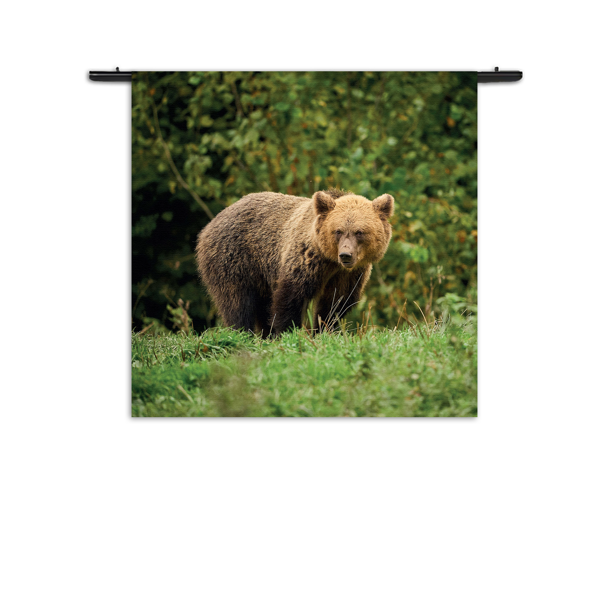 Template_Vierkant_Rond_Dieren_78-1 Wandkleed De Beer Tussen Het Groen Rechthoek Vierkant