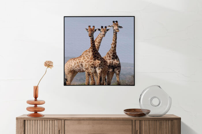 Akoestisch Schilderij Drie Giraffen Vierkant Template Vierkant Rond dieren 14 5 scaled 1
