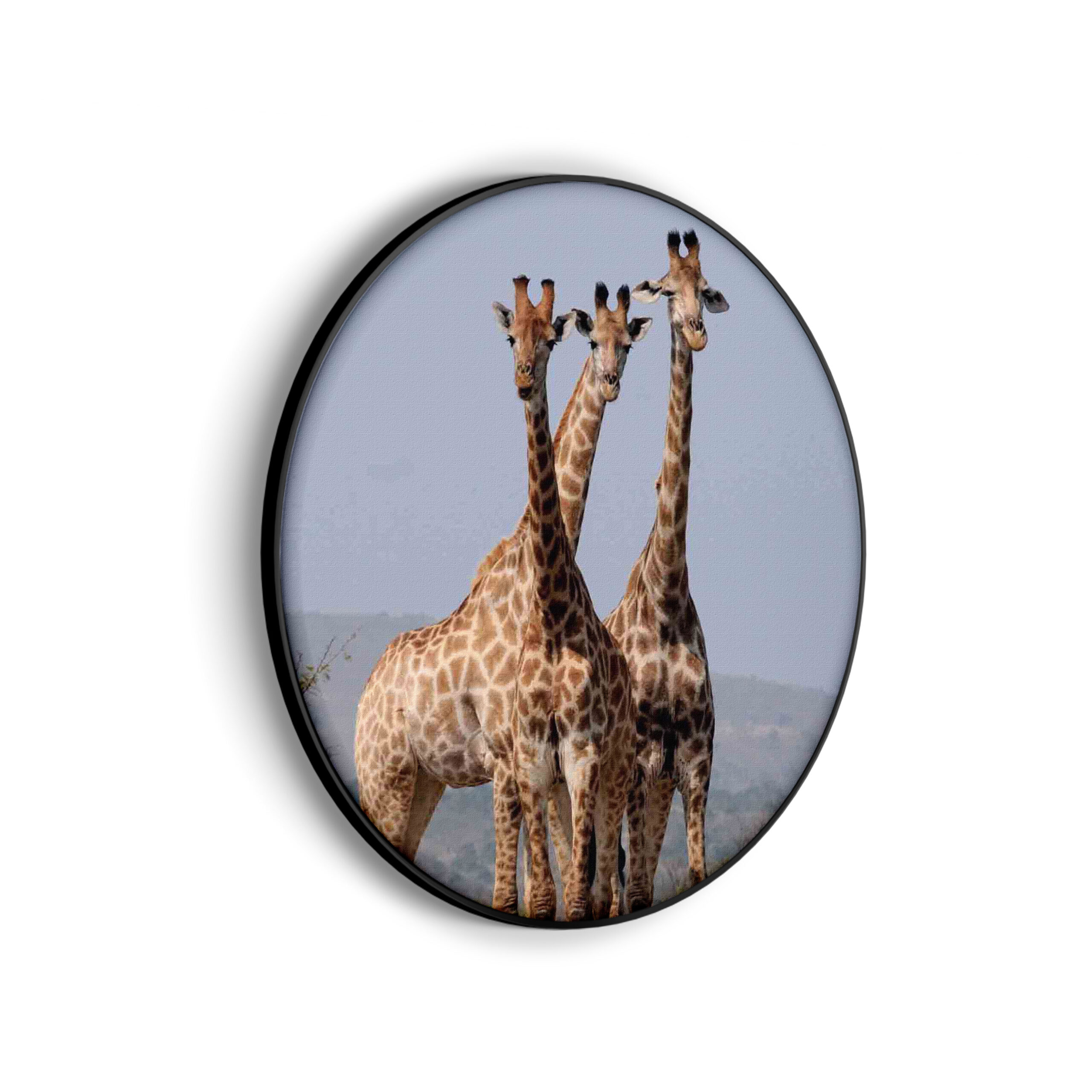 Akoestisch Schilderij Drie Giraffen Rond - Muurcirkel Template Vierkant Rond dieren 14 scaled 1