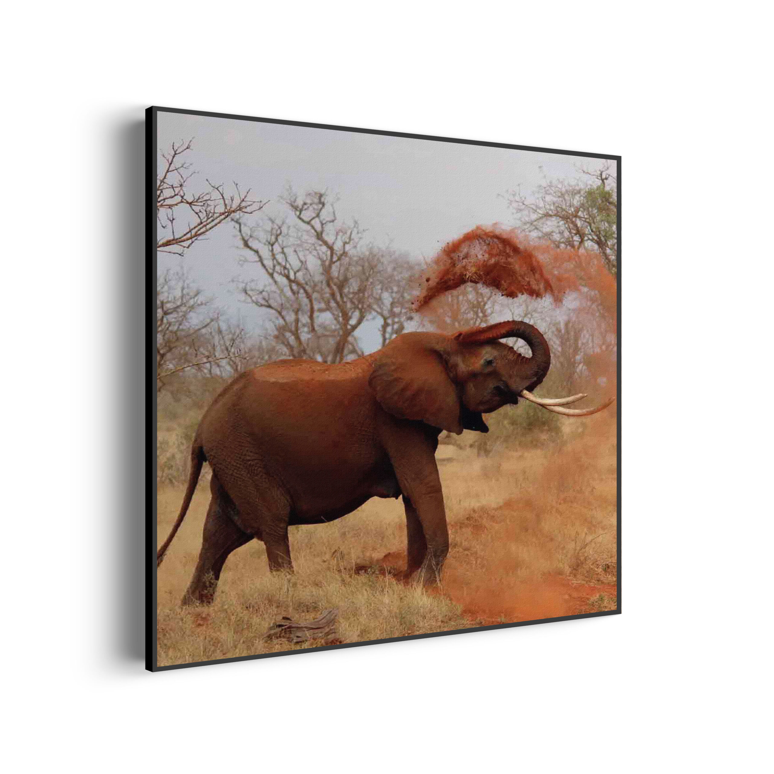 Template_Vierkant_Rond_dieren_17-3-scaled Akoestisch Schilderij Wilde Olifant Vierkant Template Vierkant Rond dieren 17 3 scaled 1