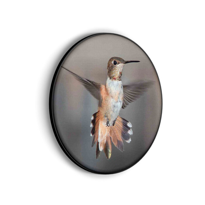 Akoestisch Schilderij De Vliegende Kolibrie Vogel Rond - Muurcirkel Template Vierkant Rond dieren 19 scaled 1