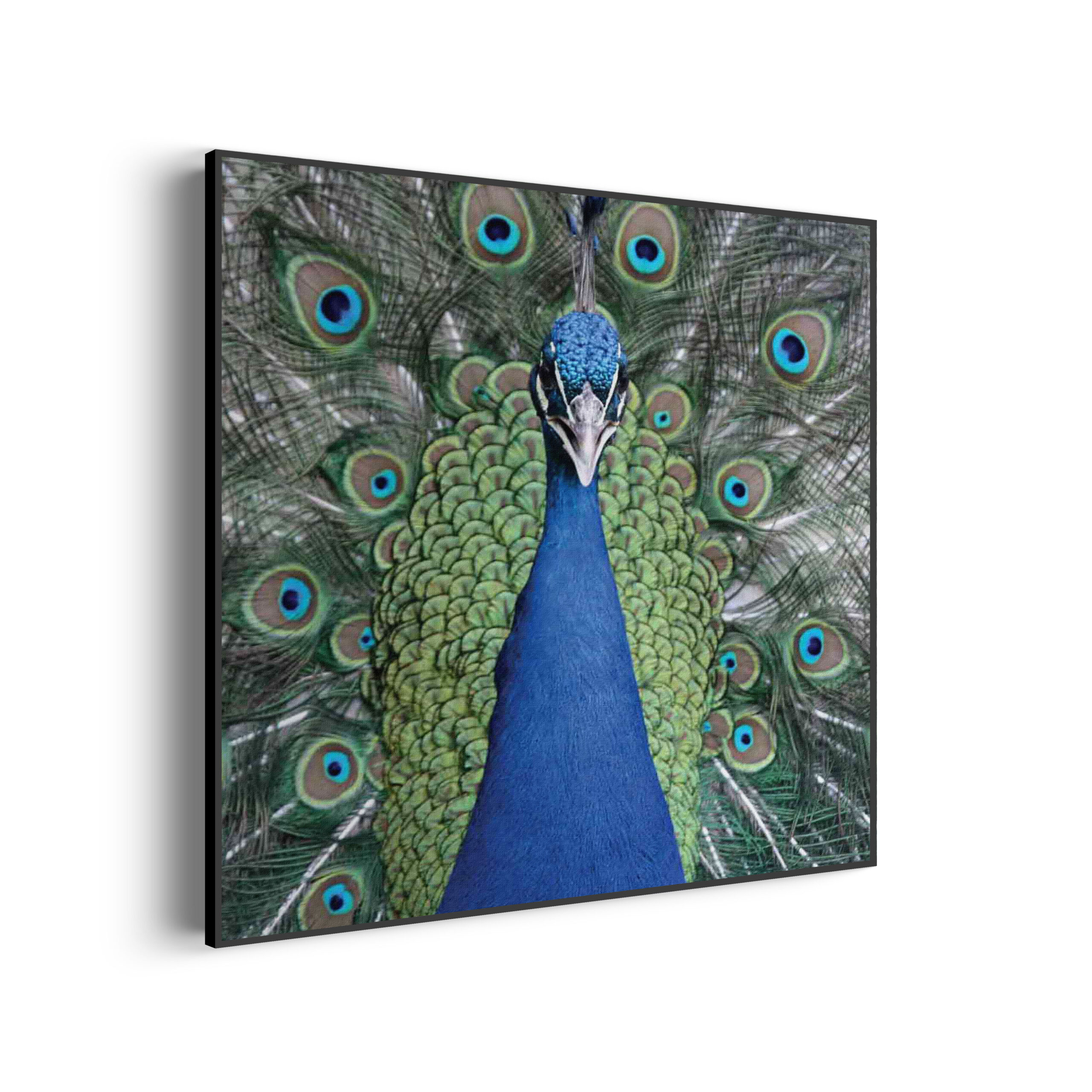 Template_Vierkant_Rond_dieren_20-3-scaled Akoestisch Schilderij Blauwe Pauw Met Groene Verem Vierkant Template Vierkant Rond dieren 20 3 scaled 1
