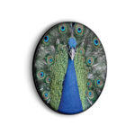 Akoestisch Schilderij Blauwe Pauw Met Groene Verem Rond - Muurcirkel Template Vierkant Rond dieren 20 scaled 1