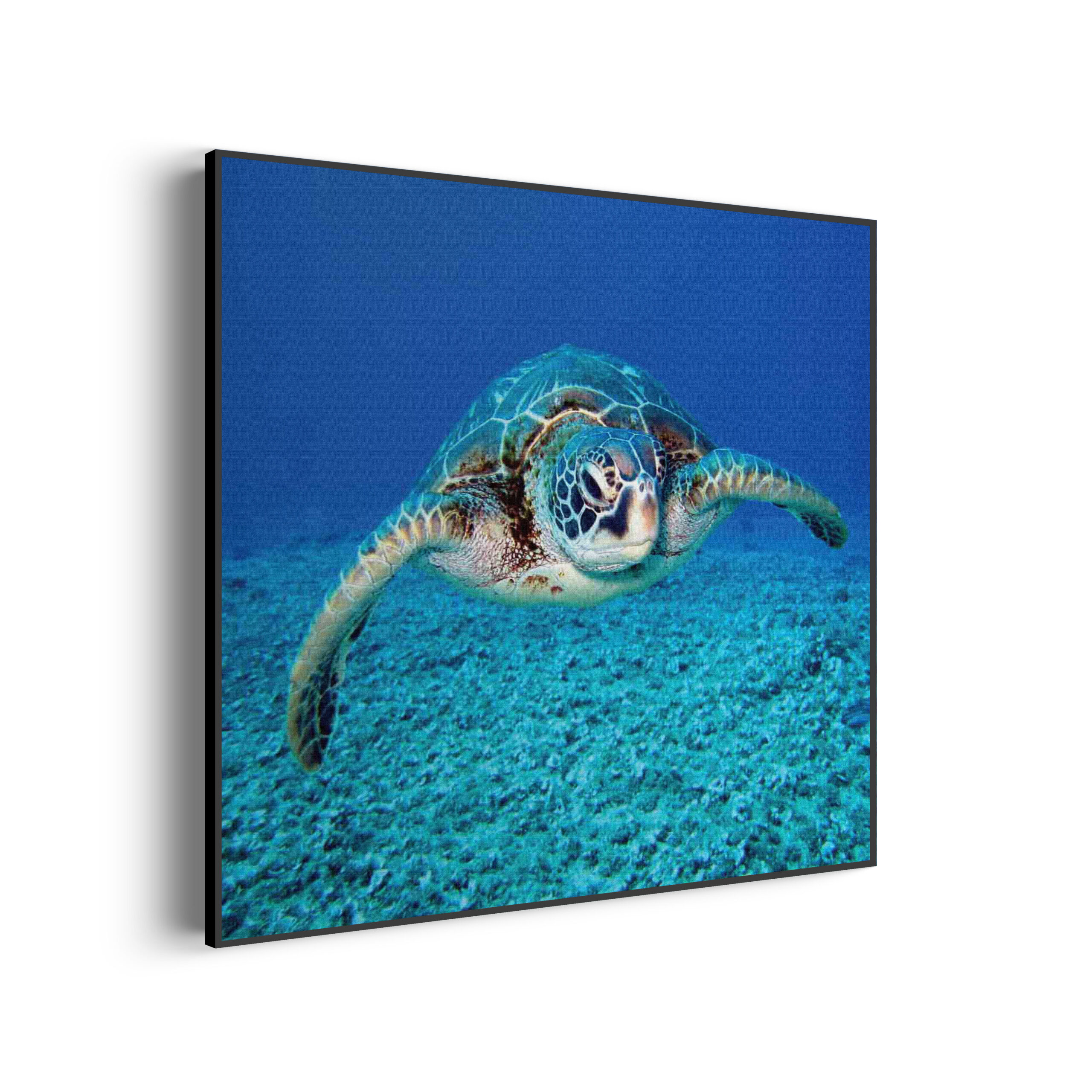 Template_Vierkant_Rond_dieren_21-3-scaled Akoestisch Schilderij Blauwe Pauw Met Groene Verem Vierkant Template Vierkant Rond dieren 21 3 scaled 1