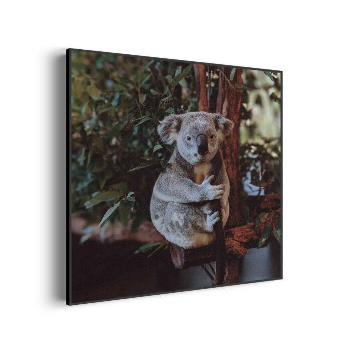 Akoestisch Schilderij De Vastgelamde Koala Vierkant Template Vierkant Rond dieren 23 3 scaled 1
