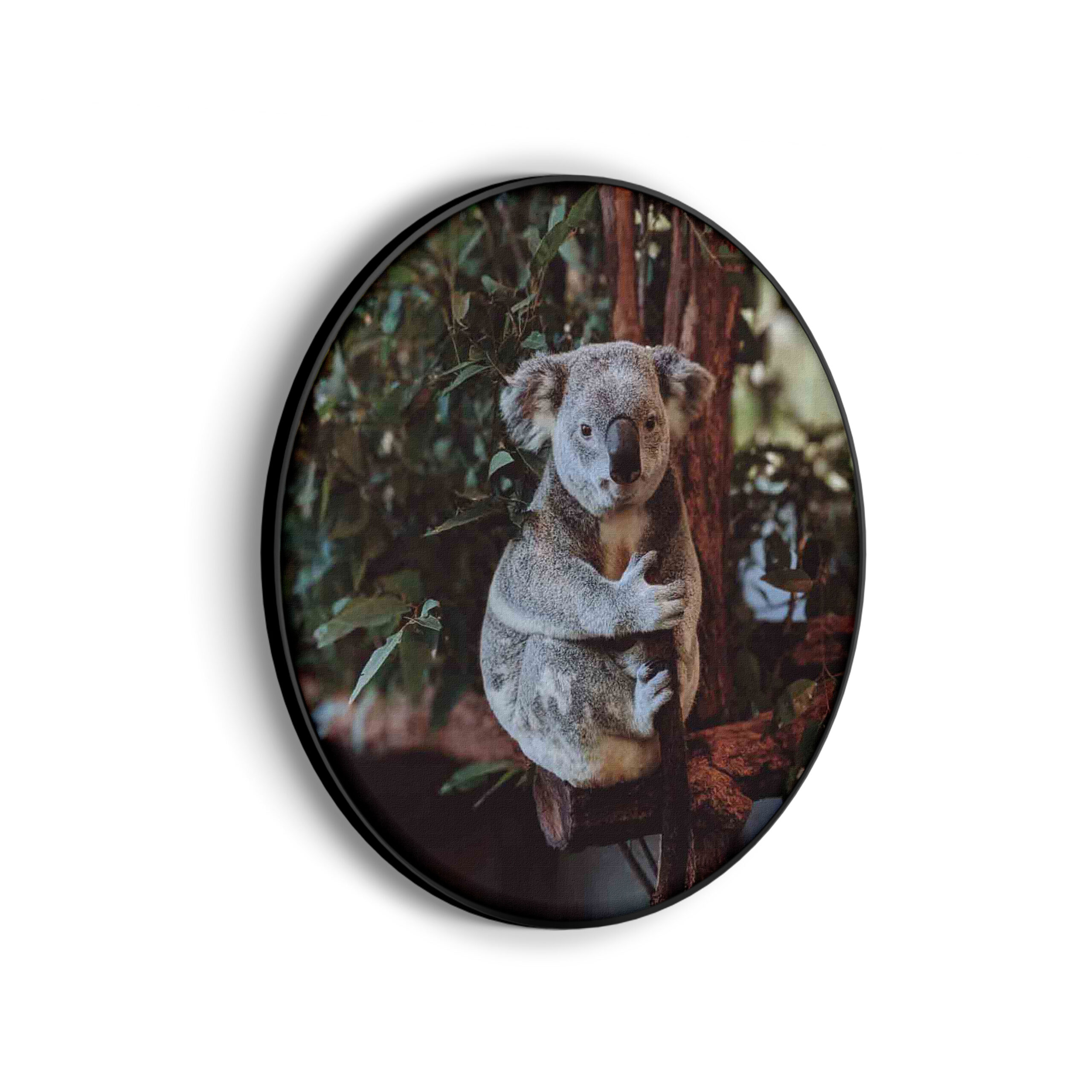 Akoestisch Schilderij De Vastgelamde Koala Rond - Muurcirkel Template Vierkant Rond dieren 23 scaled 1