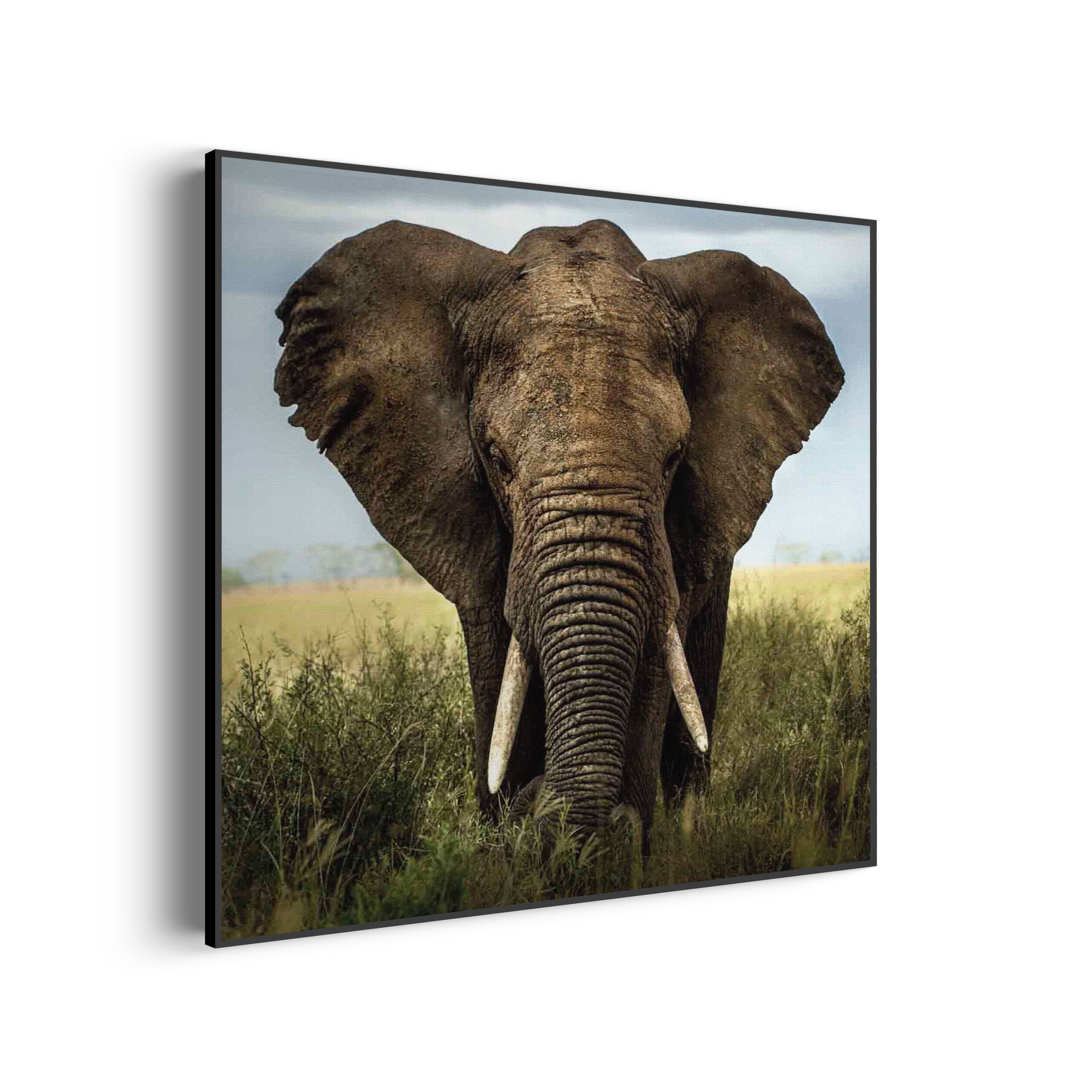 Template_Vierkant_Rond_dieren_25-3-scaled Akoestisch Schilderij Blauwe Pauw Met Groene Verem Vierkant Template Vierkant Rond dieren 25 3 scaled 1