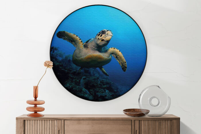 Akoestisch Schilderij Zeeschildpad In Helderblauw Water 02 Rond - Muurcirkel Template Vierkant Rond dieren 26 2 scaled 1