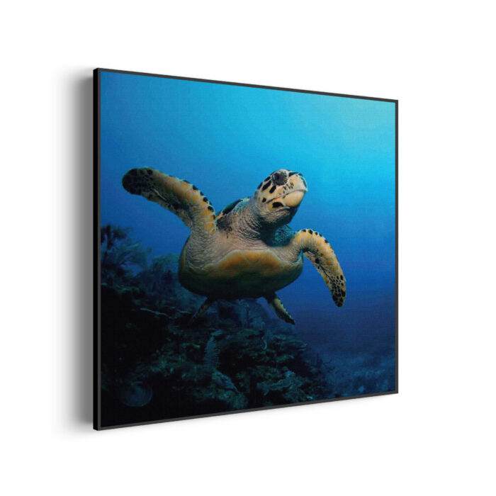 Akoestisch Schilderij Zeeschildpad In Helderblauw Water 02 Vierkant Template Vierkant Rond dieren 26 3 scaled 1