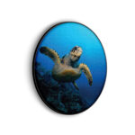 Akoestisch Schilderij Zeeschildpad In Helderblauw Water 03 Rond - Muurcirkel Template Vierkant Rond dieren 26 scaled 1