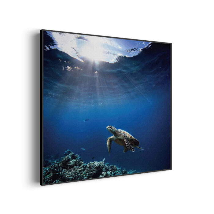 Akoestisch Schilderij Zeeschildpad In Helderblauw Water 03 Vierkant Template Vierkant Rond dieren 30 3 scaled 1