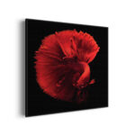 Akoestisch Schilderij Red Dragon Siamese Fighting Fish Vierkant Template Vierkant Rond dieren 32 3 scaled 1