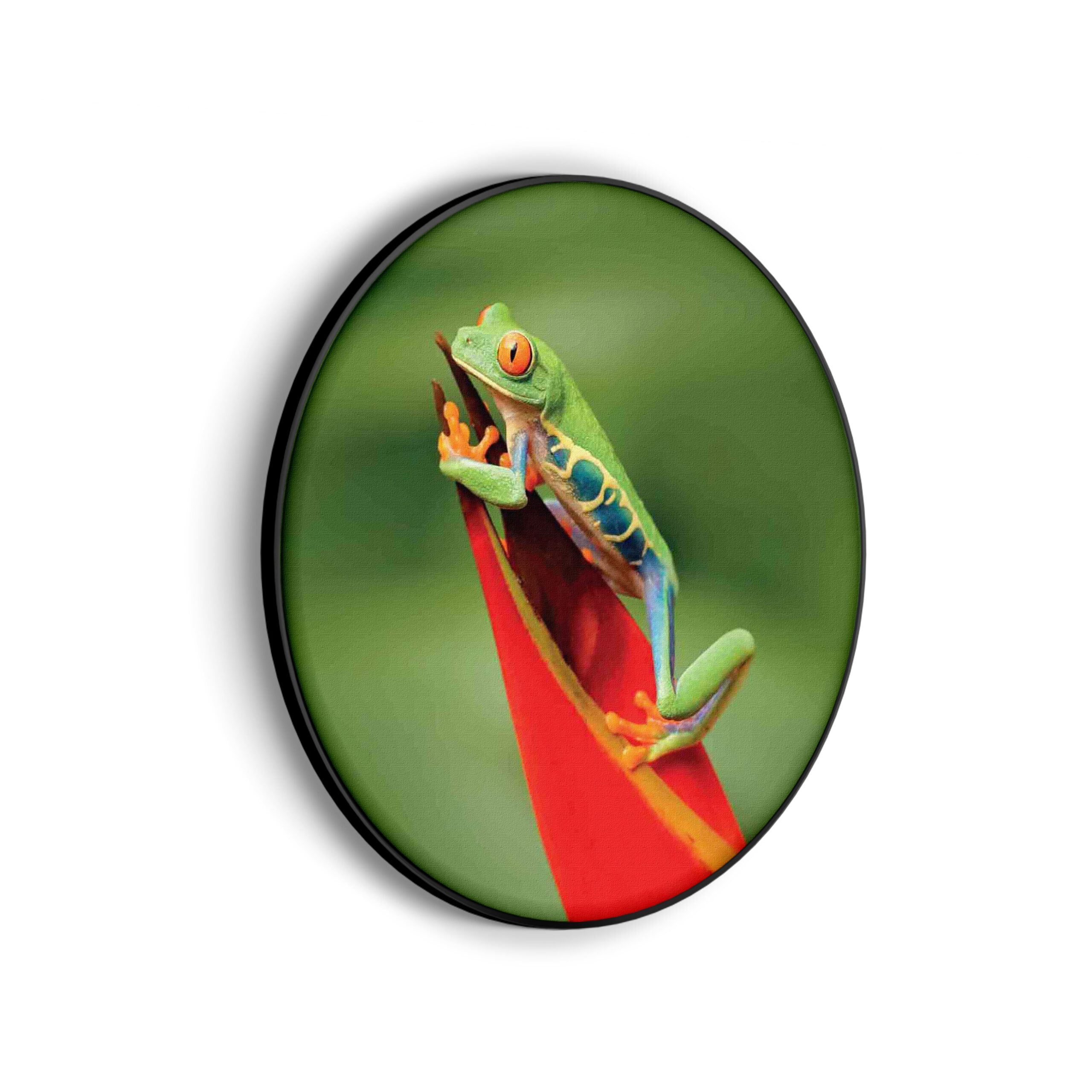 Template_Vierkant_Rond_dieren_35-scaled Akoestisch Schilderij Roodoog Boomkikker Rond - Muurcirkel Template Vierkant Rond dieren 35 scaled 1