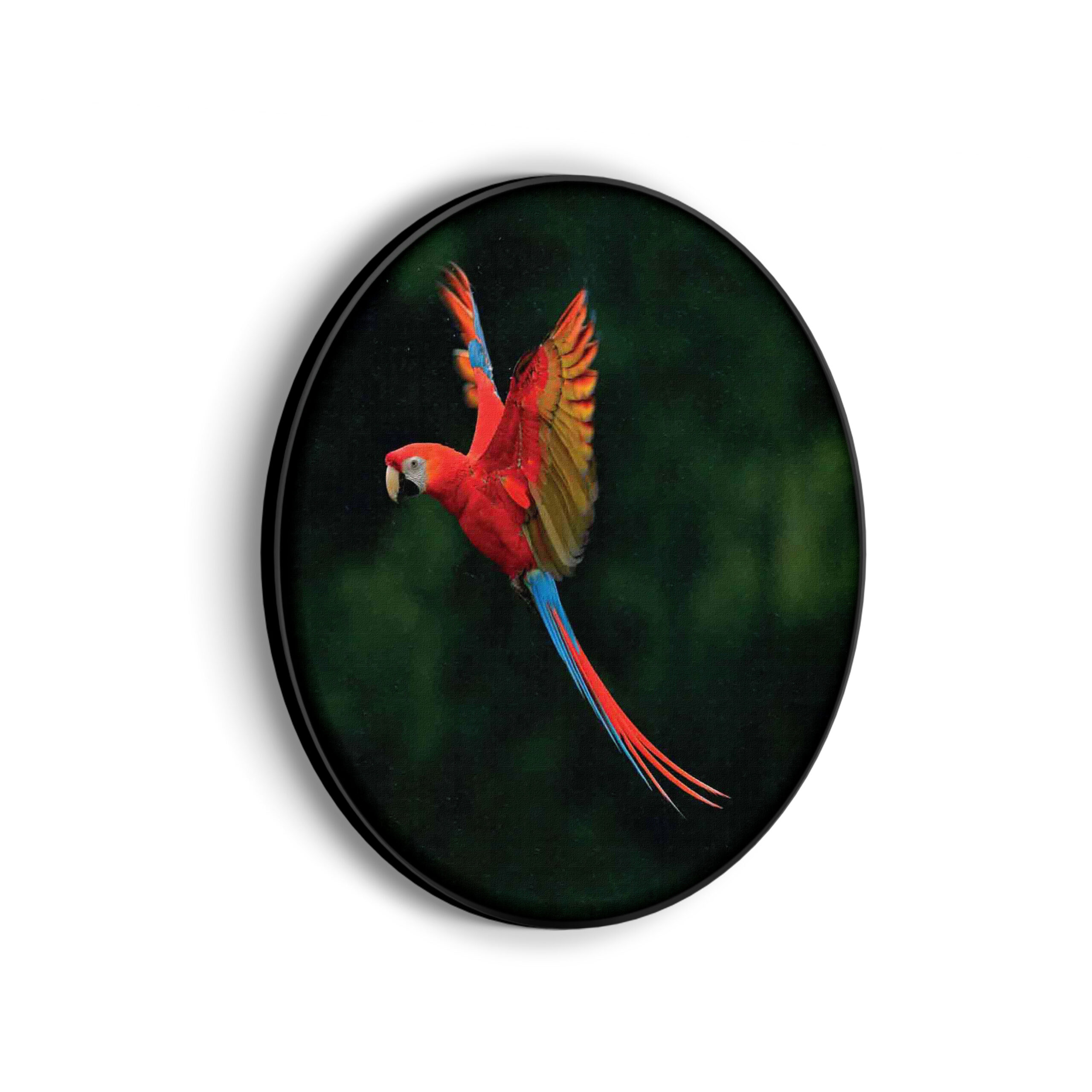 Akoestisch Schilderij Vliegende Ara Vogel Rond - Muurcirkel Template Vierkant Rond dieren 40 scaled 1