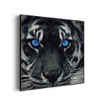 Akoestisch Schilderij Lion With Blue Eyes Vierkant Template Vierkant Rond dieren 42 3 scaled 1